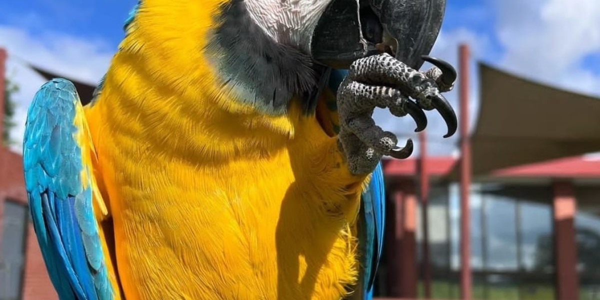 The 10 Scariest Things About Tallula Indigo Park Mollie Macaw